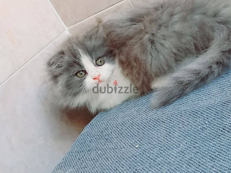 female Scottish fold long hair 50 days 7