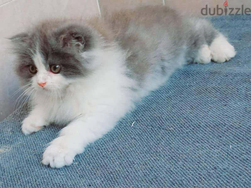 female Scottish fold long hair 50 days 8