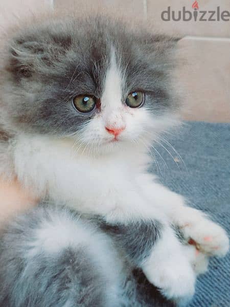 female Scottish fold long hair 50 days 10