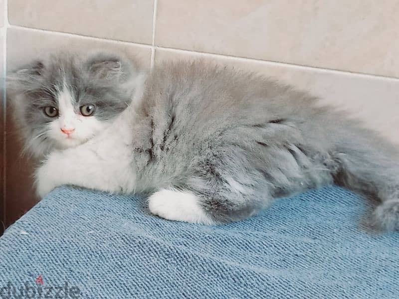 female Scottish fold long hair 50 days 12