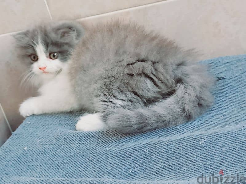 female Scottish fold long hair 50 days 13