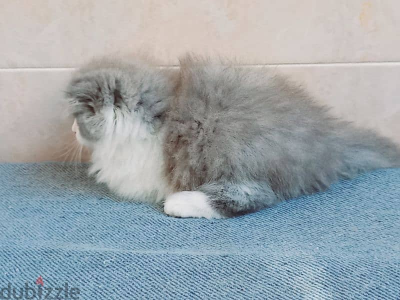 female Scottish fold long hair 50 days 14