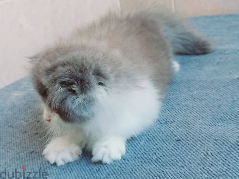 female Scottish fold long hair 50 days 16