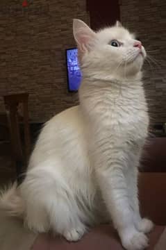 white Cat for adoption