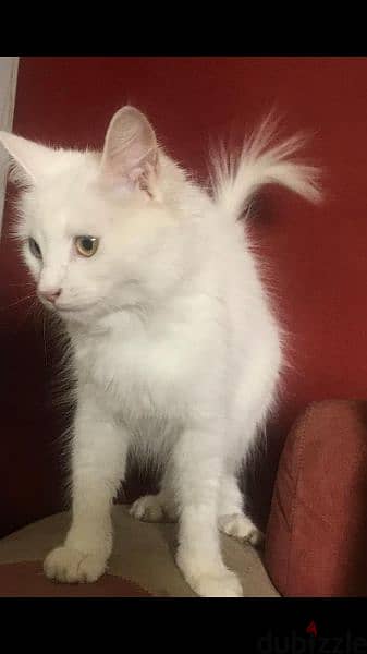 white Cat for adoption 1