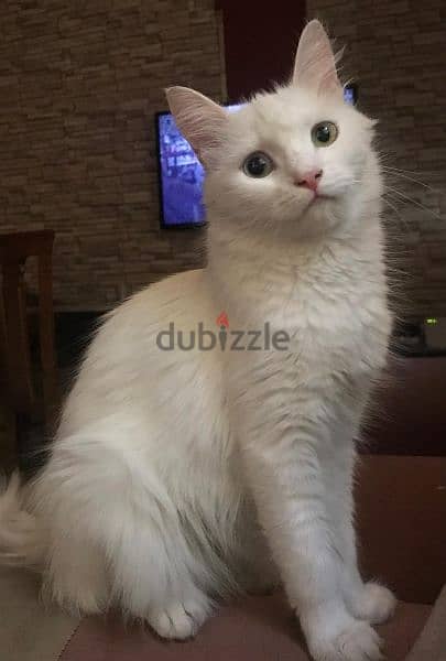 white Cat for adoption 4