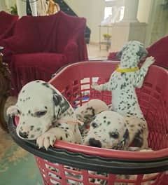 Dalmatian puppies for sale