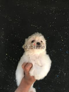 pure ShihtZu puppy