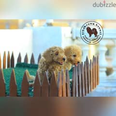 أجمل جراوي توي بودل بيور pure toy poodle