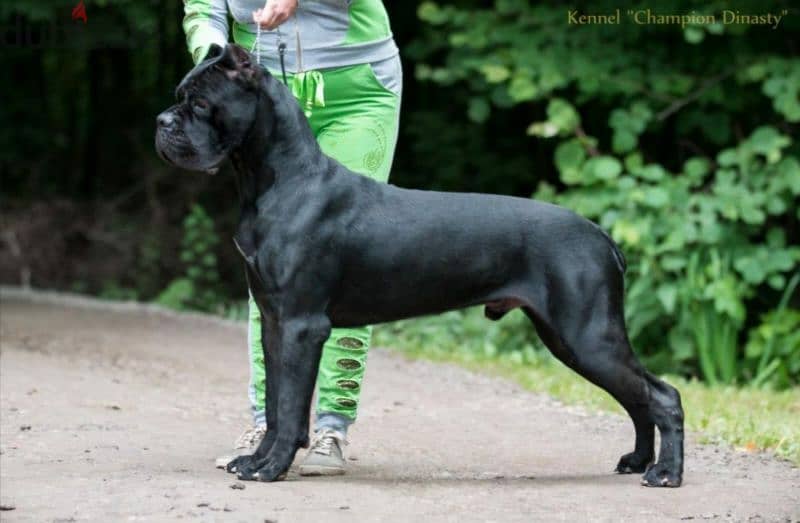 Amazing Cane Cosro girl puppy from Russia 13