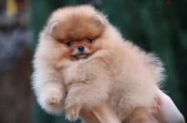 Amazing Mini Pomeranian Female puppy from Russia