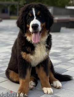 Bernese mountain dog girls from Russia