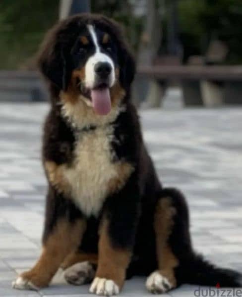 Bernese mountain dog girls from Russia 1