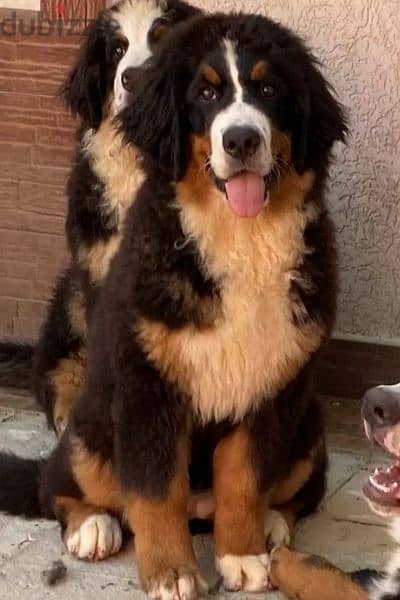 Bernese mountain dog girls from Russia 3