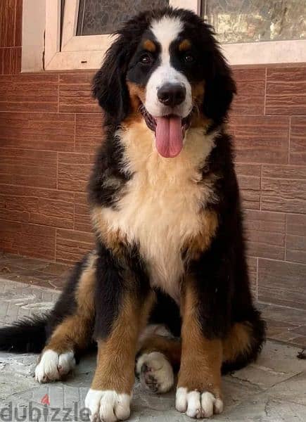 Bernese mountain dog girls from Russia 4