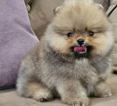 Mini Pomeranian Female From Russia