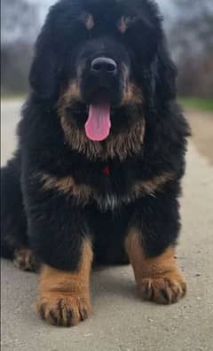 Tibetan mastiff puppy female From Russia