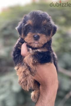 Yorkshire terrier