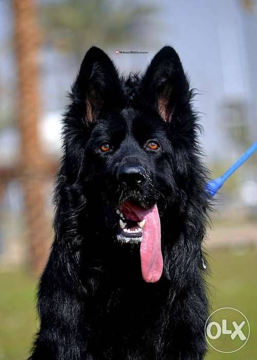 German store shepherd royal