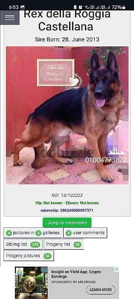 انثى جيرمن شيبرد female German shepherd 2