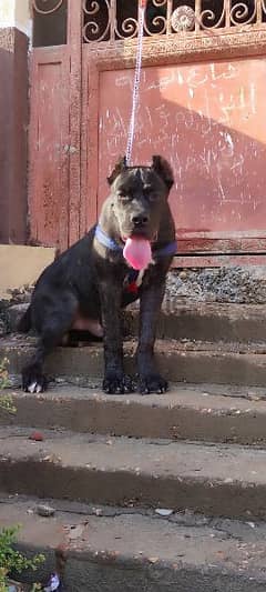 male cane corso 6 months