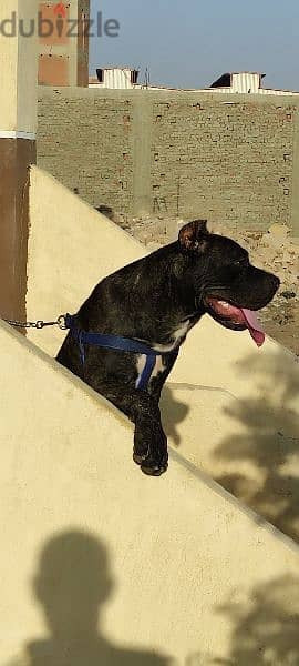 male cane corso 6 months 1