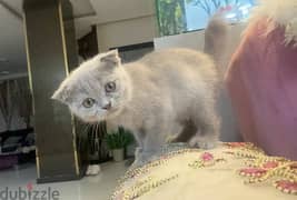 Scottish fold short hair