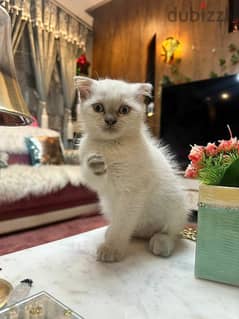 Brown point white Scottish Fold boy