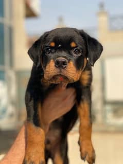 rottweiler puppies 0