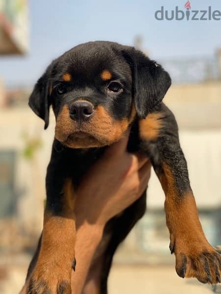 rottweiler puppies 1