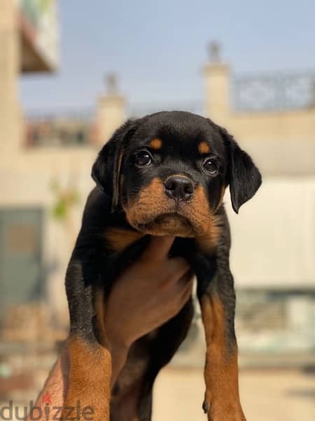 rottweiler puppies 2