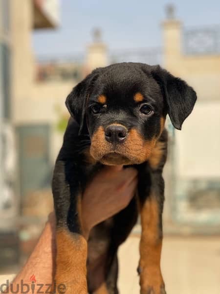 rottweiler puppies 3