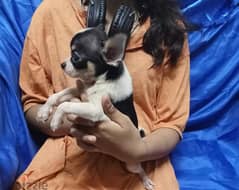 شورت هير ابل هيد شيواوا Short hair apple head chihuahua