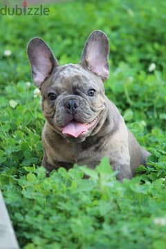 French Bulldog Merle Color from Europe