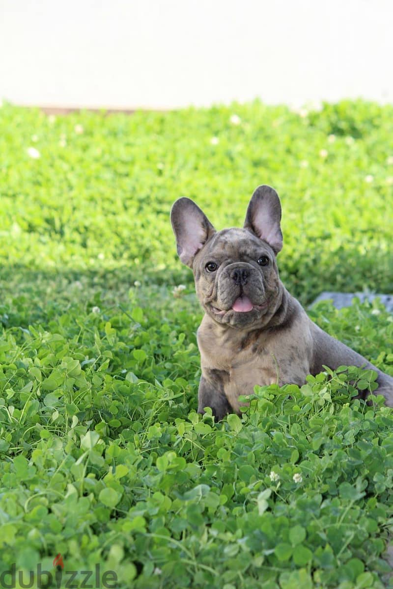 French Bulldog Merle Color from Europe 1