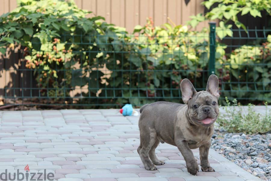 French Bulldog Merle Color from Europe 2