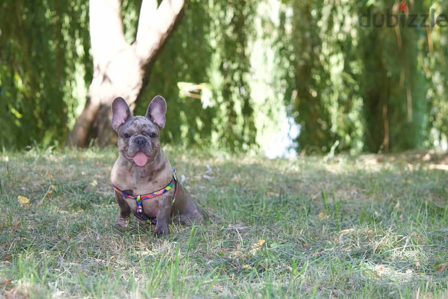 French Bulldog Merle Color from Europe 4