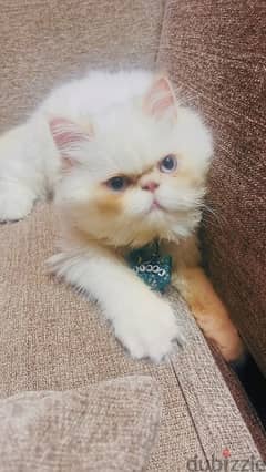 **Adorable Neutered Persian Cat Seeking a New Home**