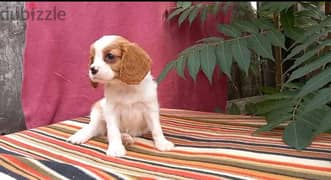 Imported Cavalier King charles Dog - Bi-Color