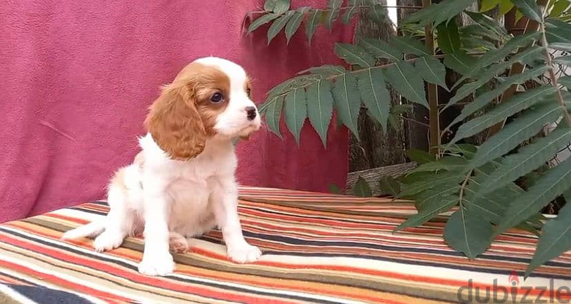 Imported Cavalier King charles Dog - Bi-Color 2