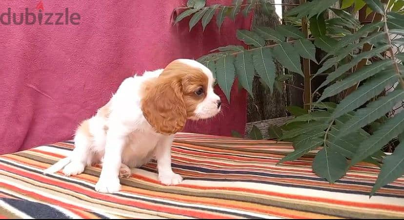 Imported Cavalier King charles Dog - Bi-Color 3