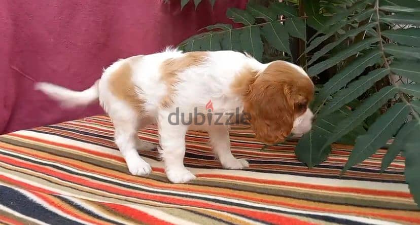 Imported Cavalier King charles Dog - Bi-Color 4