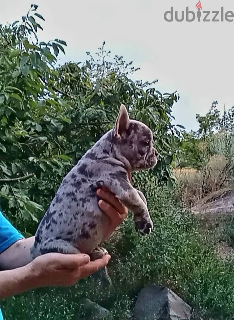 French Bulldog - Blue Merle Color from Europe 0