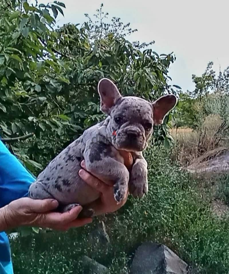 French Bulldog - Blue Merle Color from Europe 1