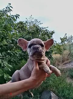 French Bulldog -  Fawn Merle Color with all Documents