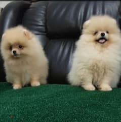 Pomeranian Dog Male - Cream Color from Europe 0