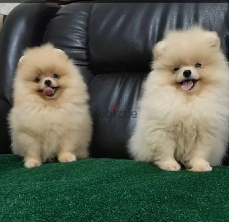 Pomeranian Dog Male - Cream Color from Europe 1