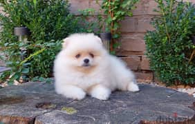 Teacup Pomeranian Dog - From Europe 0