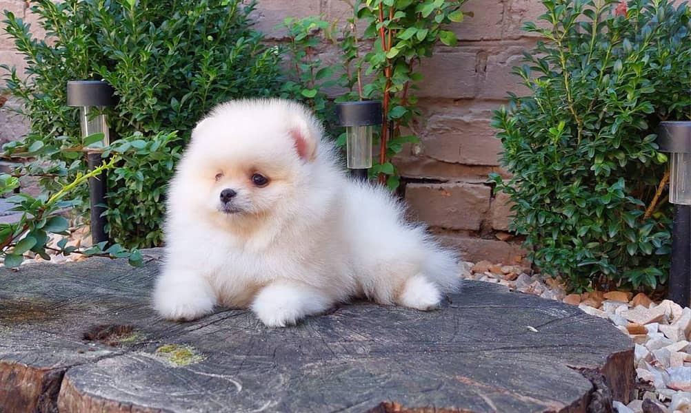 Teacup Pomeranian Dog - From Europe 1