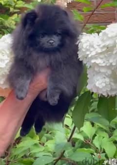 Black Pomeranian Dog Male for Sale - with All Documents